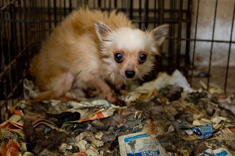 a frightened dog in crate filled with feces and soiled newspapers