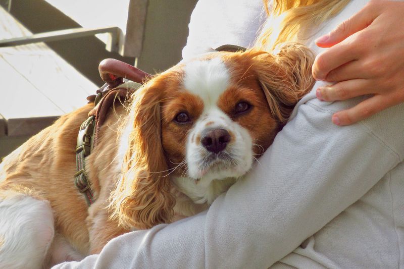 closeup of a dog sitting on a woman's lap