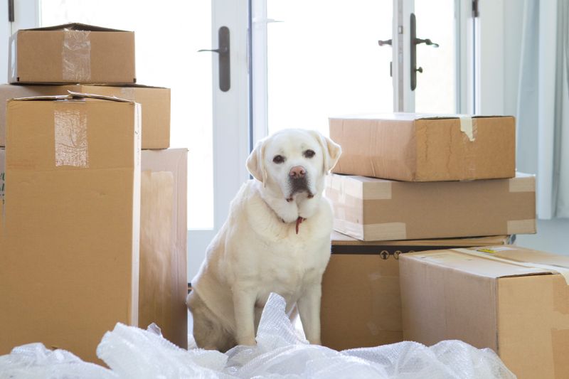 Yellow labrador retriever sitting next to moving boxes