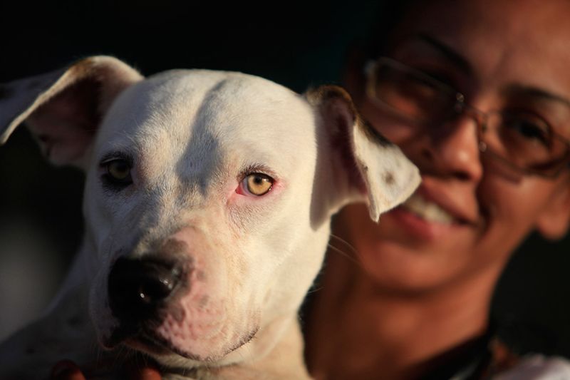 Close up of a white dog with its owner in the background