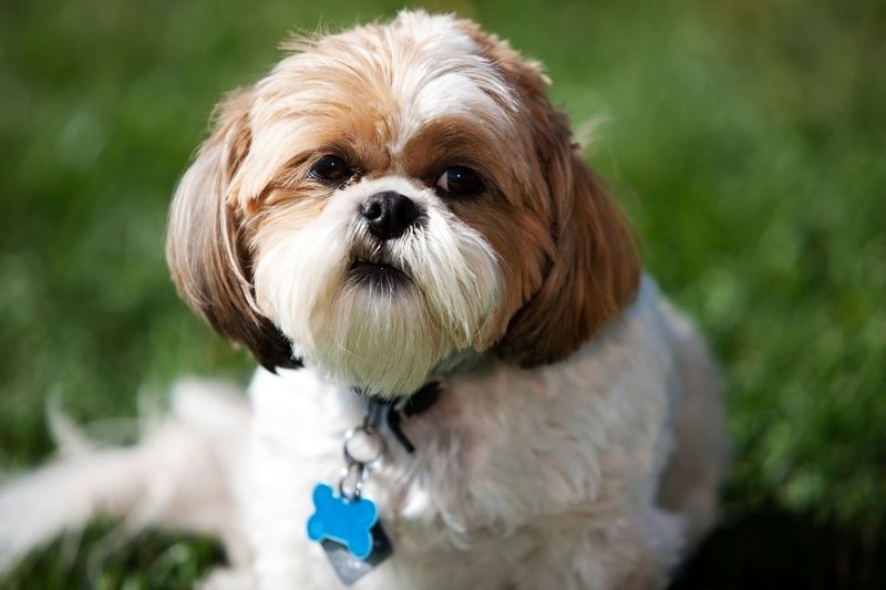 Shihtzu Dog