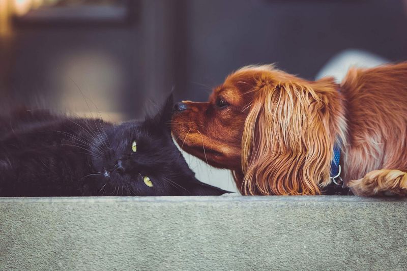Dog sniffing Cat