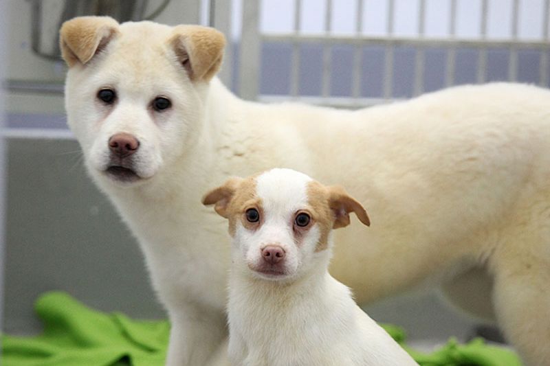 2 dogs inside a shelter