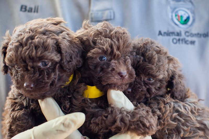 three brown doodle type puppies 