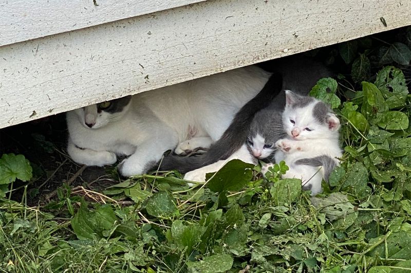 A feral cat and her kittens lay down under a structure