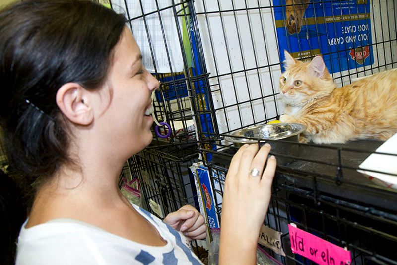 a woman meeting a cat in a shelter