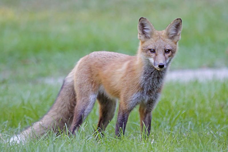 Red Fox