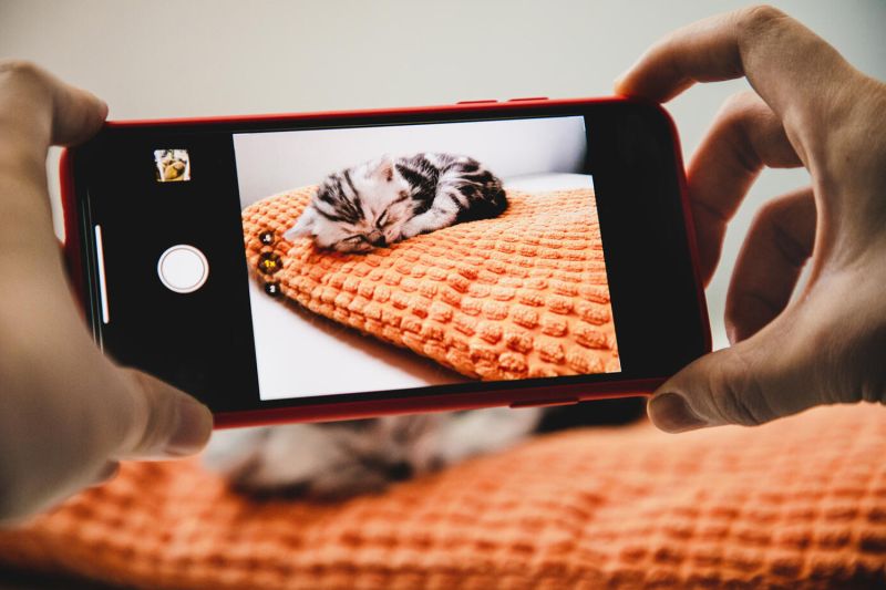 a person using their phone to photograph a sleeping kitten