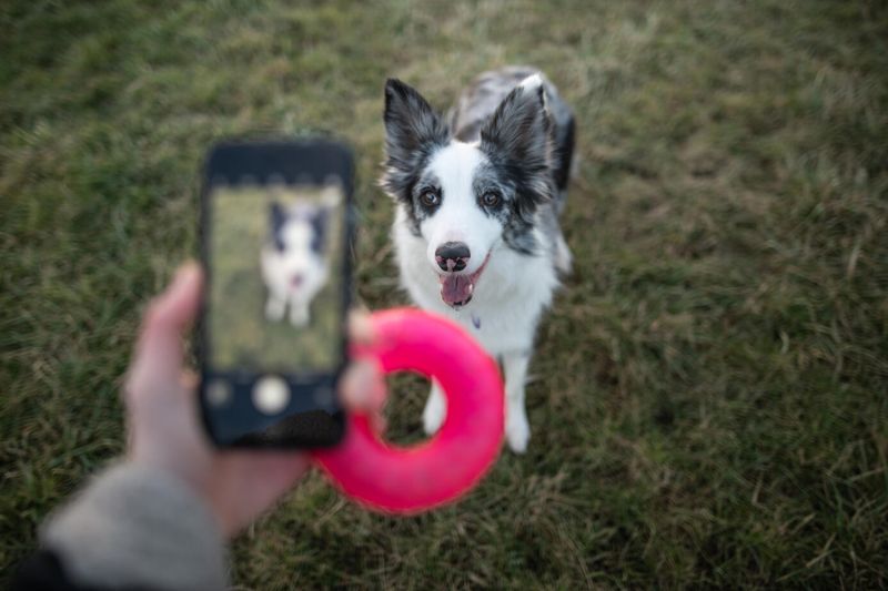 a person recording a dog on their phone