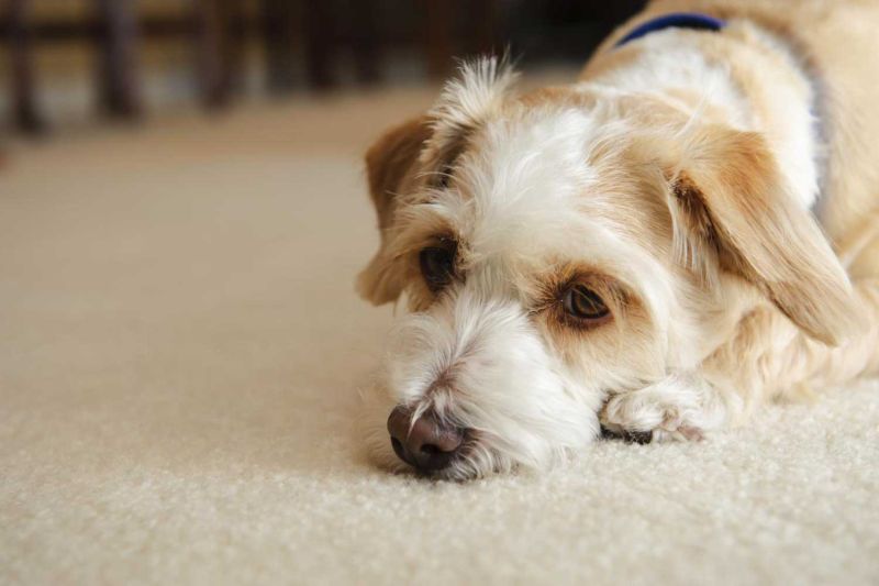 a sad dog lying on a carpet