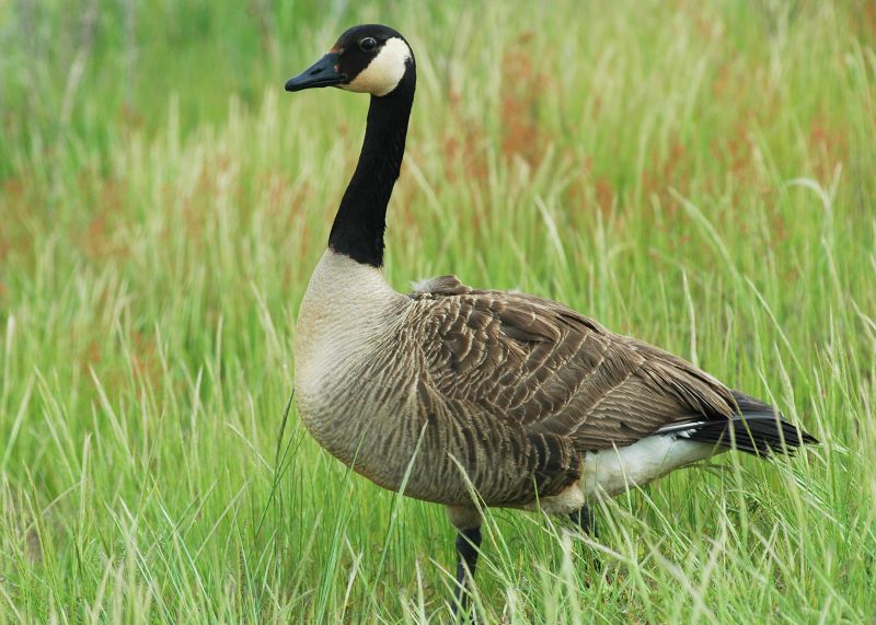 Canada goose discount humane