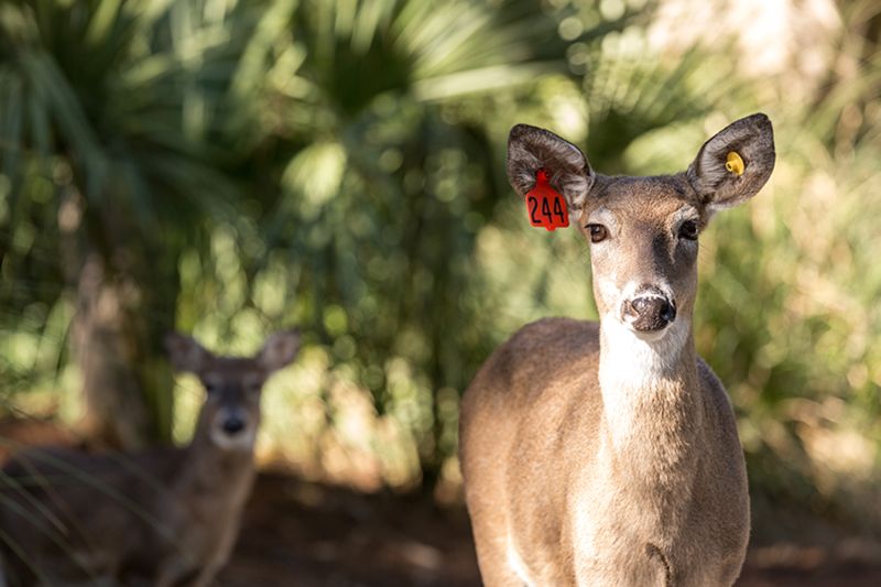 two deer with ear tags standing in front of trees