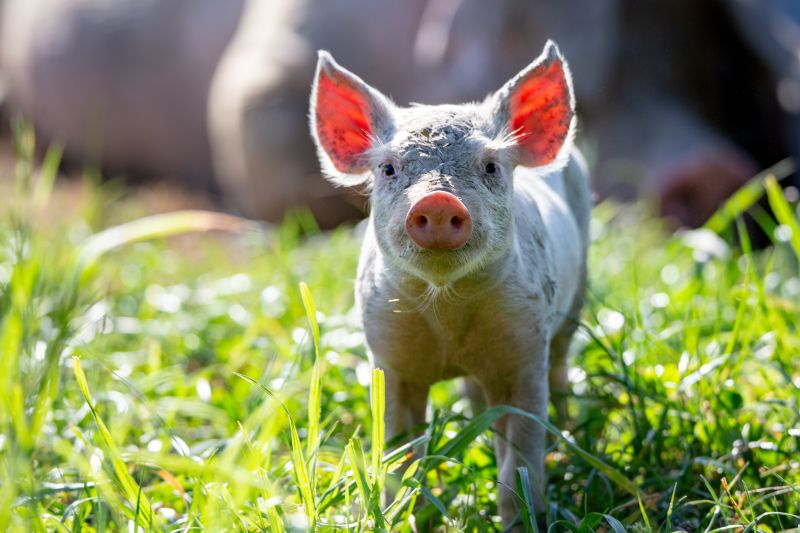 Photo of piglet