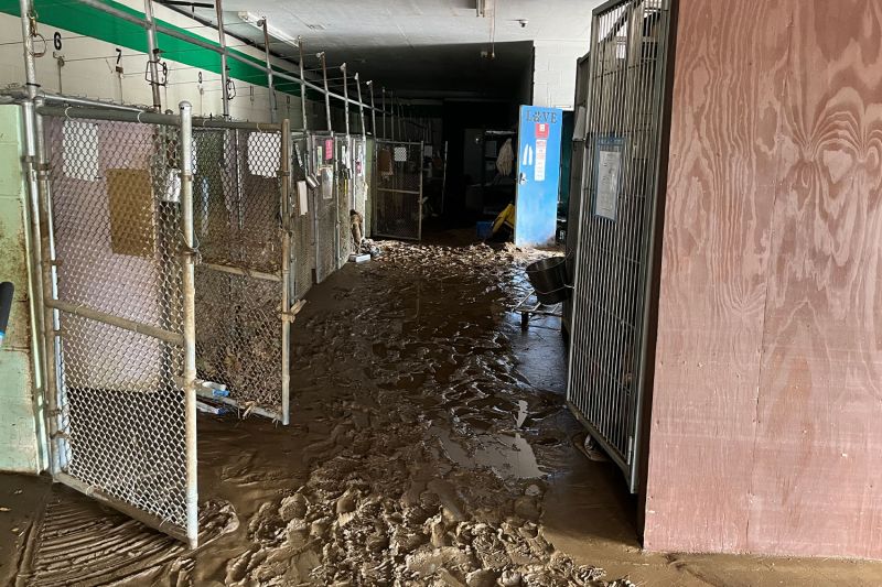 interior of an animal shelter with empty kennels and a flooded muddy floor
