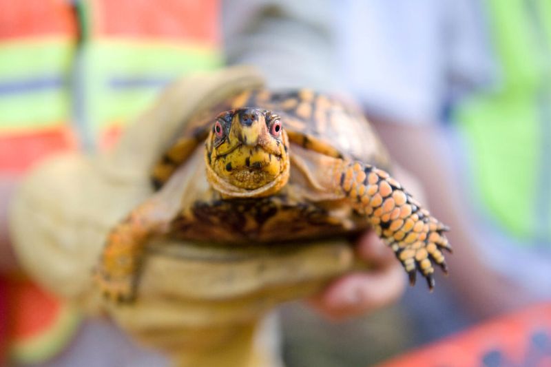 person holding a turtle