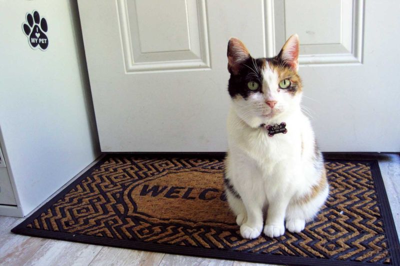 a cat sitting on a welcome mat in front of a door