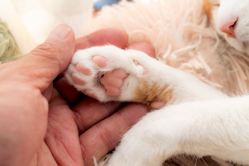 a person holds a cat's paw