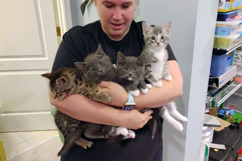 a woman holding four kittens