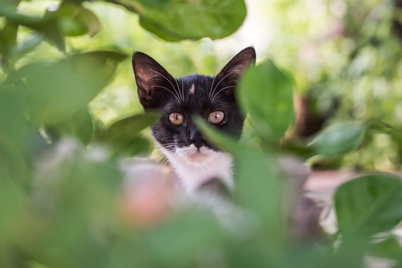 Black and white cat hiding in a shrub 