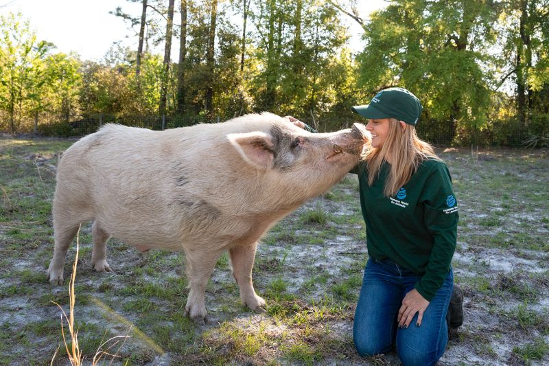 a woman nose to snout with a large pig