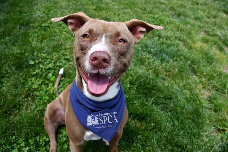 a happy dog wearing a spca bandana