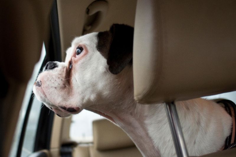 a dog looking out a car window