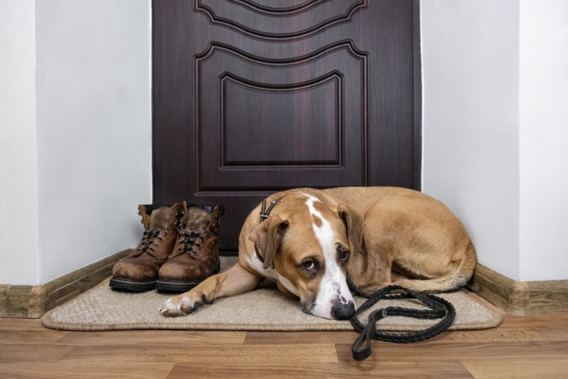 a dog laying in front of an apartment door
