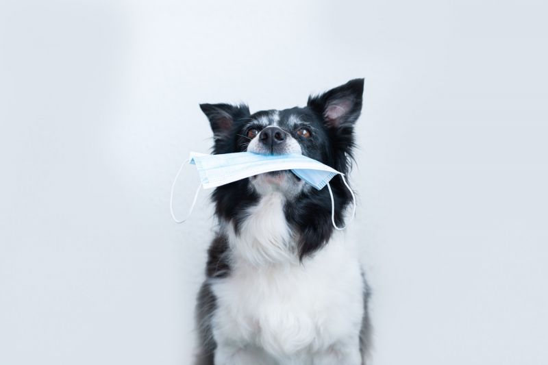 a dog holding a face mask in his mouth