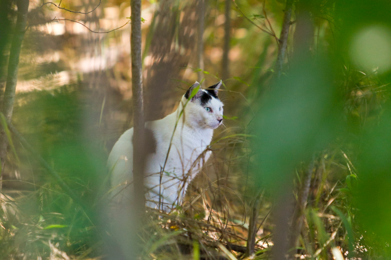 cat in woods