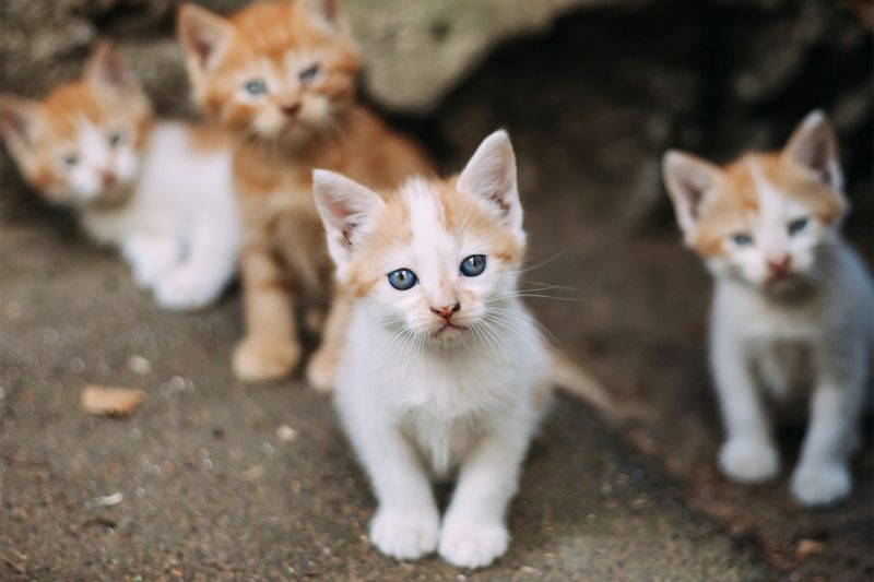 Four small stray white and ginger feral kittens outdoors