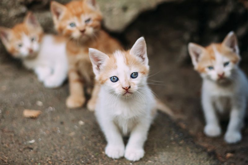 https://humanepro.org/sites/default/files/styles/article_new/public/images/hero/kittens-outdoor-540356.jpg?itok=o7jE03LZ