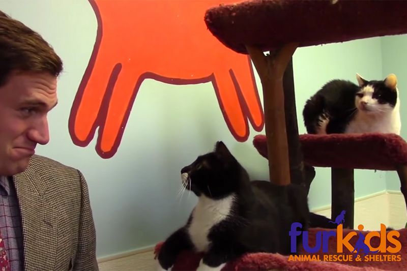 a man addressing two cats sitting on a cat tree