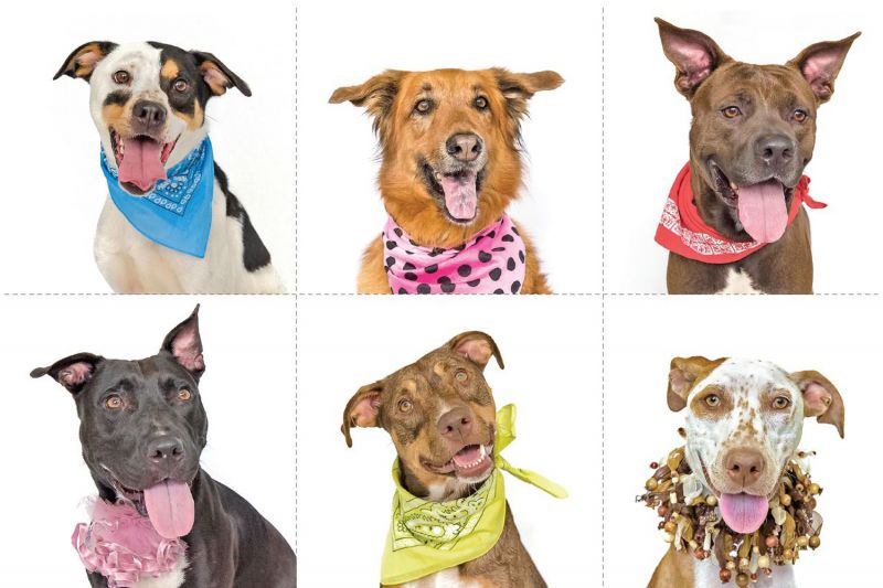 a group of six mixed breed dogs wearing colorful collars and bandanas