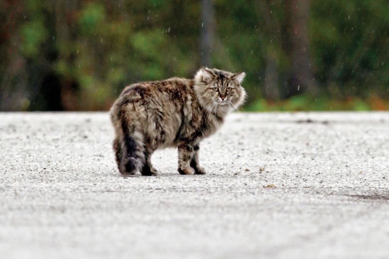 Humane Society frees kitten whose head was trapped in a truck