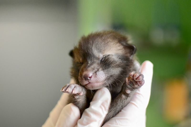 Animal control officer Jennifer Toussaint cradles an orphaned fox at the Animal Welfare League of Arlington