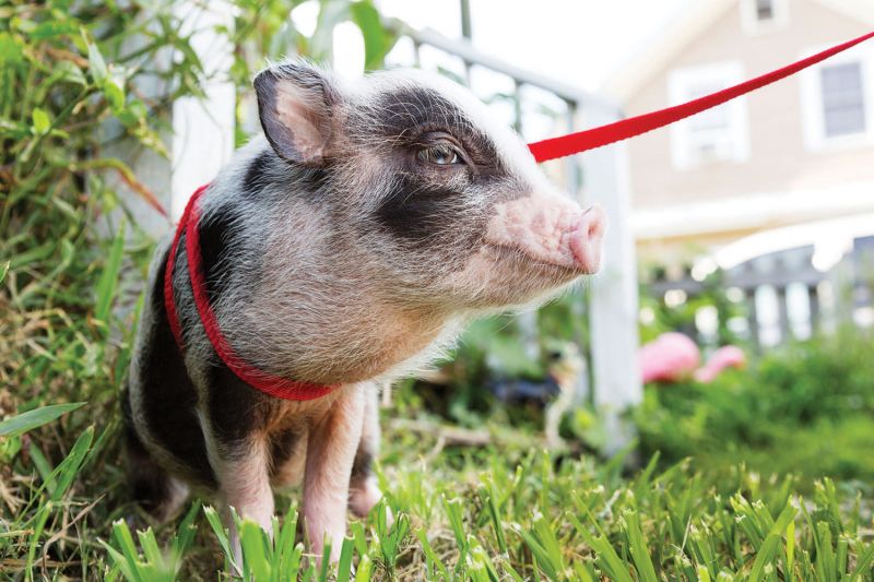 Potbelly pig as store pet