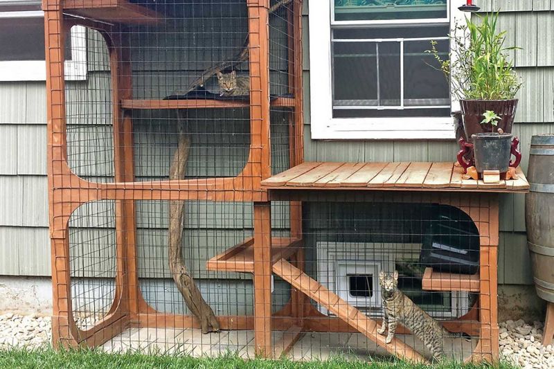 Outdoor “catios” provide cats with the stimulation of the great outdoors, while keeping birds and other wildlife out of reach