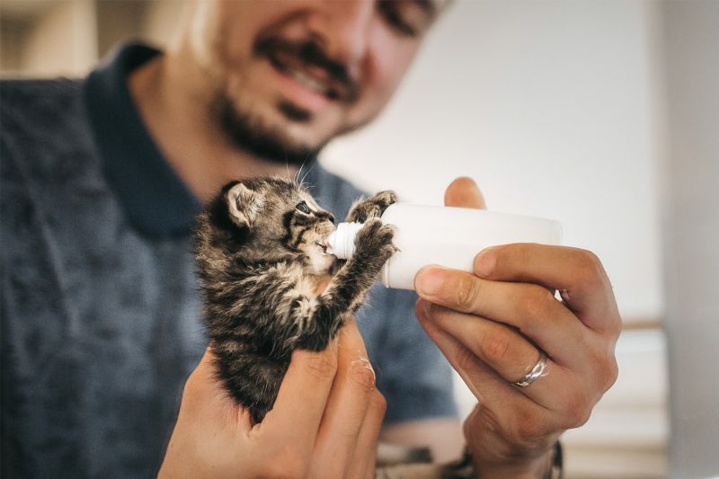 Man feeding newborn kitten a bottle of milk.