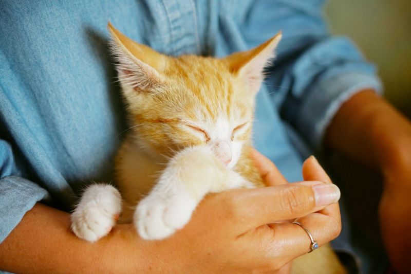 an orange cat is cradled in a woman's arms