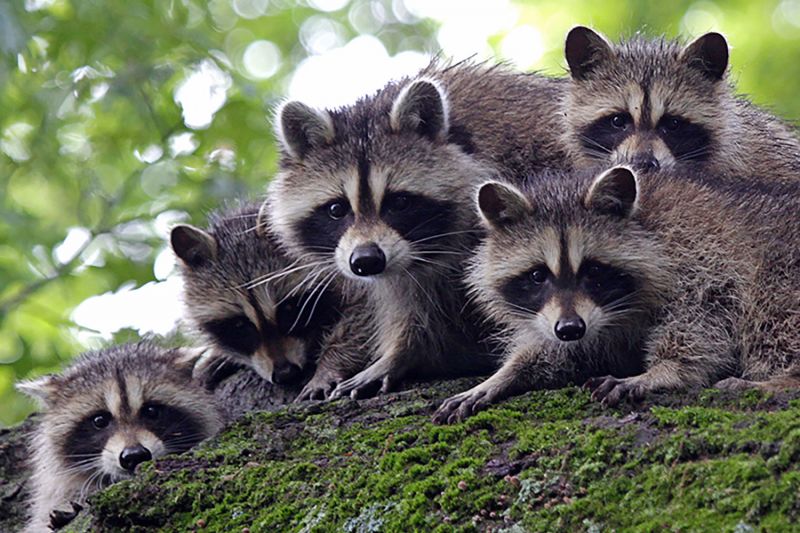 Raccoons