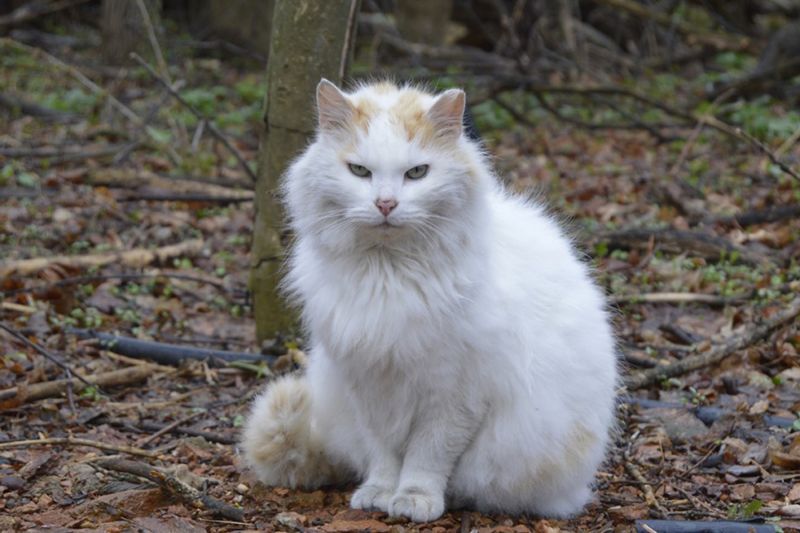 a large white cat in the woods
