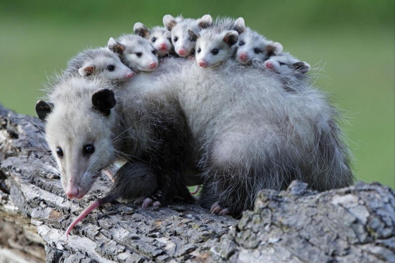 Mother opossum with babies on her back