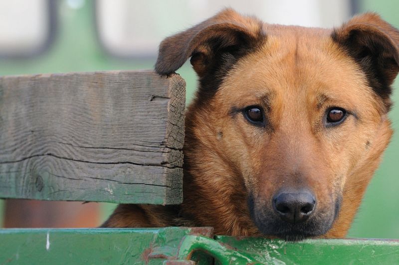 Your Dog Belongs At The Foot Of Your Bed, Not In The Bed Of Your Truck ...