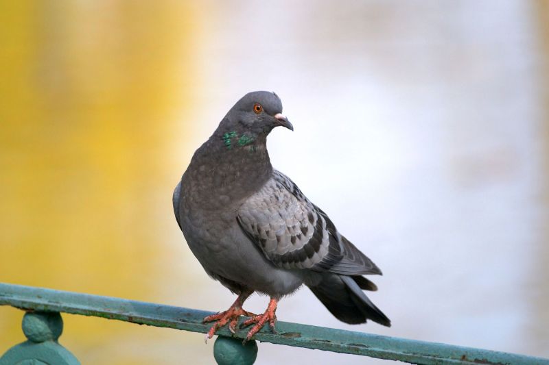 a pigeon perching on a railing