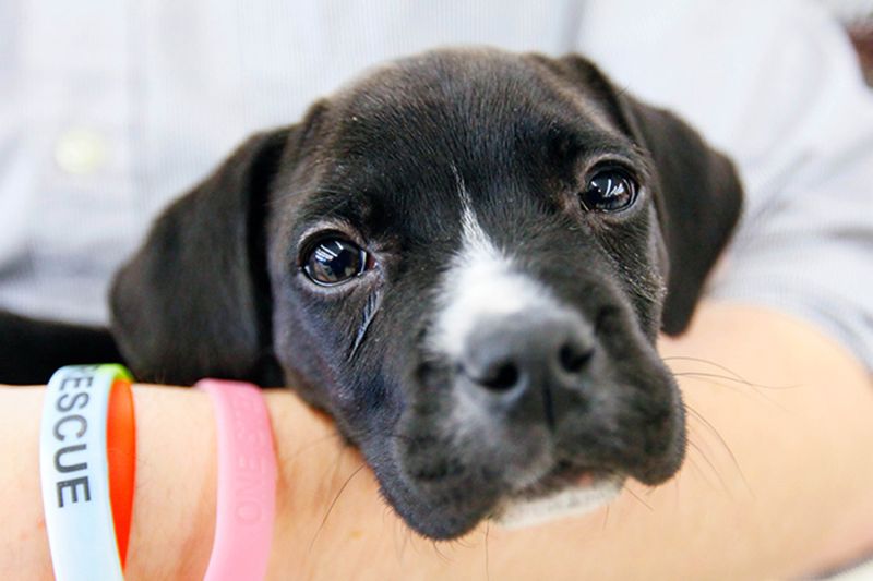 a puppy resting its head on a person's arm