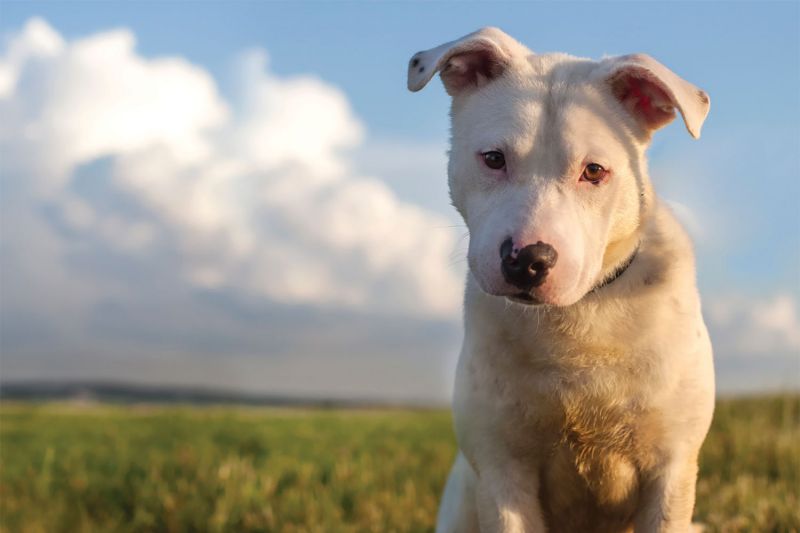 Dog in a grassy field