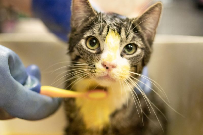 a cat being scrubbed with a toothbrush