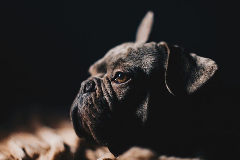 a flat-faced dog in profile