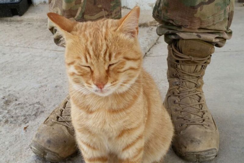 a cat standing in front of a soldier's boots