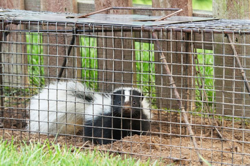 Skunk in a Trap